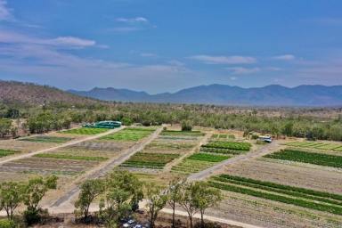 Other (Rural) For Sale - QLD - Oak Valley - 4811 - 40 Acres - OAK VALLEY - Potential Housing Lots - Town Water  (Image 2)