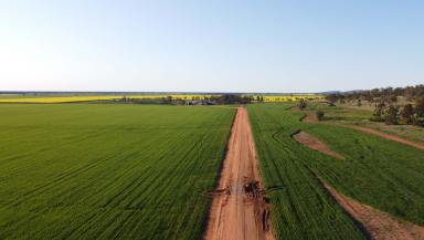 Cropping For Sale - NSW - Wirrinya - 2871 - INSTITUTIONAL SCALE DRYLAND CROPPING OPPORTUNITY  (Image 2)