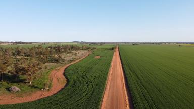 Cropping For Sale - NSW - Wirrinya - 2871 - INSTITUTIONAL SCALE DRYLAND CROPPING OPPORTUNITY  (Image 2)