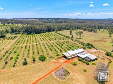 Horticulture For Sale - QLD - Cherry Creek - 4314 - Discover Your Rural Dream: Thriving Avocado Farm  (Image 2)