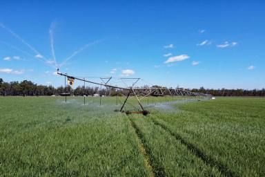 Mixed Farming For Sale - QLD - Dixalea - 4702 - CQ Irrigation & Grazing  (Image 2)