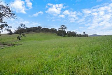 Acreage/Semi-rural Sold - NSW - Fosterton - 2420 - Mountain Views from Karloo Stud  (Image 2)