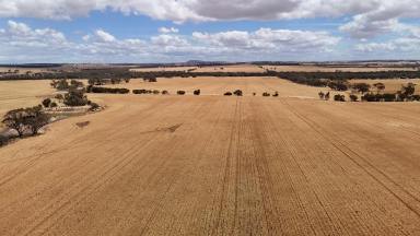 Other (Rural) For Sale - WA - Caljie - 6302 - Prime Cropping, Livestock, Lifestyle Land on the Mortlock River 55.92ha(138ac)  (Image 2)