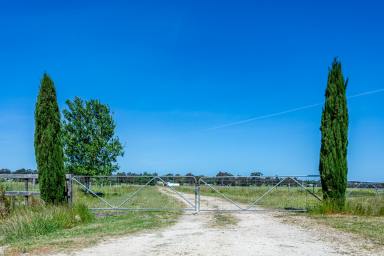 Mixed Farming Auction - SA - Naracoorte - 5271 - VERSATILE AND PROVEN CROPPING PROPERTY  (Image 2)