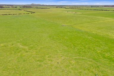 Livestock For Sale - VIC - Mortlake - 3272 - Exceptional Western District Grazing Opportunity  (Image 2)