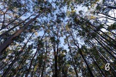 Other (Rural) For Sale - NSW - Lower Belford - 2335 - 116 ACRES | RURAL OASIS ON THE DOORSTEP OF THE HUNTERS WINE REGION  (Image 2)
