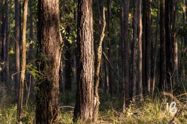 Other (Rural) For Sale - NSW - Lower Belford - 2335 - 116 ACRES | RURAL OASIS ON THE DOORSTEP OF THE HUNTERS WINE REGION  (Image 2)