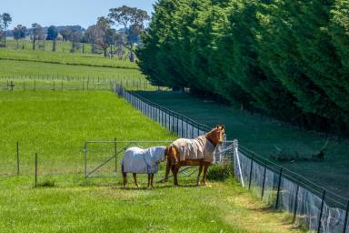 Farmlet For Sale - NSW - Crookwell - 2583 - Redground at Wheeo  (Image 2)