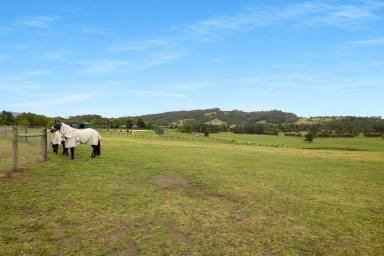 Livestock Sold - NSW - Far Meadow - 2535 - Discover Rural Bliss: Premier Equestrian Property Near Berry  (Image 2)