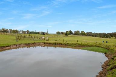 Livestock Sold - NSW - Far Meadow - 2535 - Discover Rural Bliss: Premier Equestrian Property Near Berry  (Image 2)