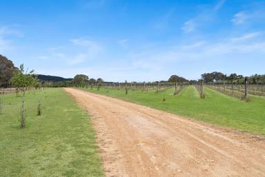 Mixed Farming For Sale - NSW - Collector - 2581 - "Painters Gully" Paradise  (Image 2)