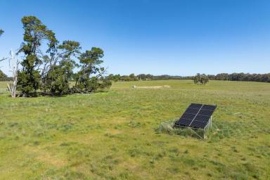 Livestock For Sale - VIC - Creightons Creek - 3666 - "Eaglewood Park" - 800 Acres* of High Rainfall Grazing  (Image 2)