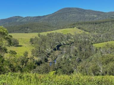 Residential Block For Sale - NSW - Caffreys Flat - 2424 - Invest in Timber  (Image 2)