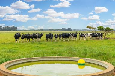 Livestock For Sale - VIC - Koroit - 3282 - Beef or dairy - your choice!  (Image 2)