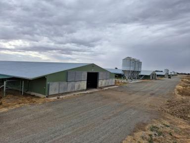 Livestock For Sale - VIC - Charlton - 3525 - Poultry Operation  (Image 2)