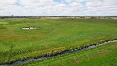 Livestock For Sale - VIC - Breakaway Creek - 3303 - Drought Proof Evergreen Outpaddock  (Image 2)