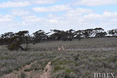 Mixed Farming For Sale - SA - Sedan - 5353 - ESCAPE AND ENJOY  (Image 2)