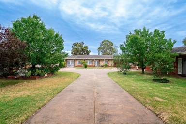 Unit Leased - SA - Magill - 5072 - NEW and Beautifully Renovated 3 bedroom home in serene setting with Premium Finishes  (Image 2)