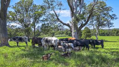 Other (Rural) For Sale - NSW - Dyers Crossing - 2429 - 'Beeandee' - Privacy - Position - Potential (Image 2)