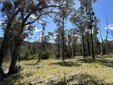 Residential Block For Sale - NSW - Wyndham - 2550 - STUNNING BUSH BLOCK  (Image 2)