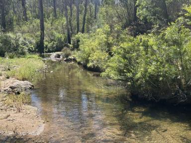 Residential Block For Sale - NSW - Wyndham - 2550 - STUNNING BUSH BLOCK  (Image 2)