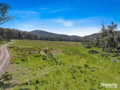 Residential Block For Sale - TAS - Bicheno - 7215 - On Natures Doorstep  (Image 2)