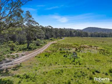 Residential Block For Sale - TAS - Bicheno - 7215 - On Natures Doorstep  (Image 2)