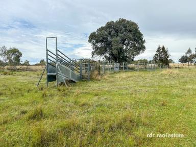 Mixed Farming For Sale - NSW - Inverell - 2360 - ROOM TO MOO-VE  (Image 2)