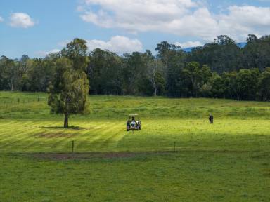 Lifestyle For Sale - NSW - Berry - 2535 - 'Wainu Glen'  (Image 2)