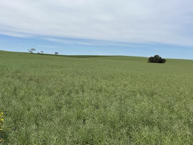 Mixed Farming For Sale - SA - Senior - 5268 - "Clayfields"  -  A Hidden Gem  (Image 2)