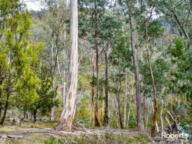 Residential Block For Sale - TAS - Magra - 7140 - Beautiful, Serene Bush Block  (Image 2)