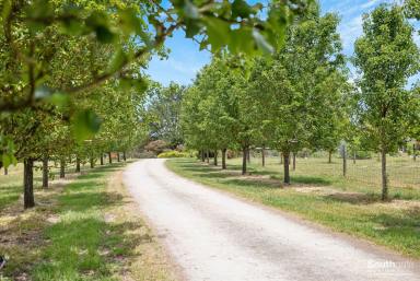 Other (Rural) For Sale - SA - The Range - 5172 - Character Farmhouse, Studio & Workmans Quarters on 44 ha  (Image 2)