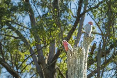 Residential Block For Sale - NSW - Frederickton - 2440 - 2.76 Acres Amidst Nature-Building Entitlement-Tightly Held Location  (Image 2)