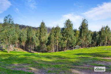 Lifestyle For Sale - VIC - Mount Cole Creek - 3377 - Private Mountain Getaway - 80 Acre Bush Block  (Image 2)