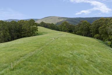 Farmlet For Sale - VIC - Boonah - 3235 - DELIGHTFUL OTWAYS DISTRICT HOLDING  (Image 2)