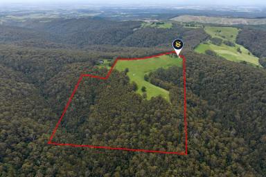 Farmlet For Sale - VIC - Boonah - 3235 - DELIGHTFUL OTWAYS DISTRICT HOLDING  (Image 2)