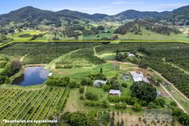 House For Sale - QLD - Goomboorian - 4570 - THRIVING AGRI-TOURISM BUSINESS FEATURING 12,000 TREE MACADAMIA ORCHARD.  (Image 2)