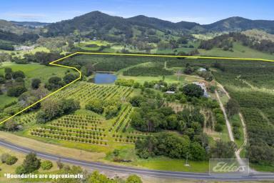 House For Sale - QLD - Goomboorian - 4570 - THRIVING AGRI-TOURISM BUSINESS FEATURING 12,000 TREE MACADAMIA ORCHARD.  (Image 2)