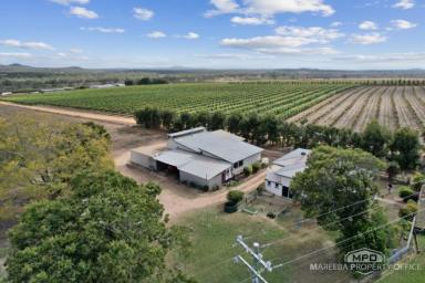 Cropping For Sale - QLD - Dimbulah - 4872 - PASTORAL LIVING & AGRICULTURAL POTENTIAL ON THE WALSH  (Image 2)