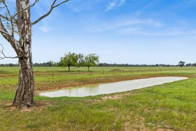 Residential Block For Sale - VIC - Goornong - 3557 - Productive Irrigation Farmlet  (Image 2)