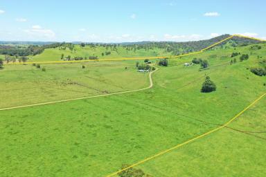 Mixed Farming For Sale - NSW - Kyogle - 2474 - COLLINS CREEK - 335 ACRES  (Image 2)