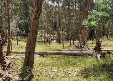 Lifestyle For Sale - VIC - Kerrisdale - 3660 - "Ultimate Rural Retreat " 4x4 Required.  (Image 2)