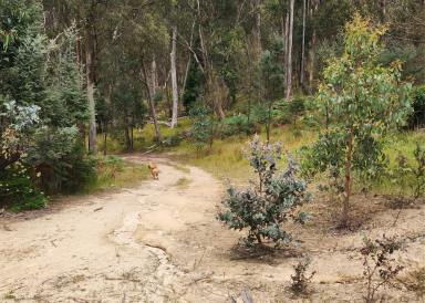 Lifestyle For Sale - VIC - Kerrisdale - 3660 - "Ultimate Rural Retreat " 4x4 Required.  (Image 2)