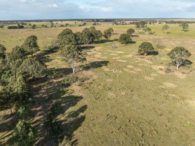 Cropping For Sale - VIC - Bairnsdale - 3875 - PRODUCTIVE FARMLAND CLOSE TO TOWN  (Image 2)