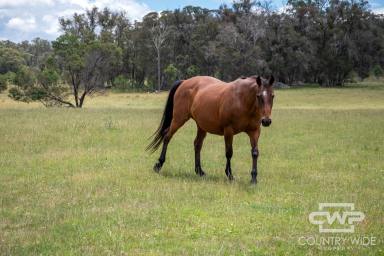 Mixed Farming For Sale - NSW - Pinkett - 2370 - "Woorara" - Versatile Grazing & Lifestyle Opportunity  (Image 2)