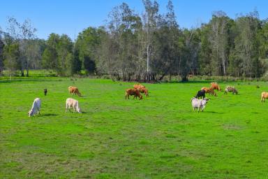 Residential Block For Sale - NSW - Belmore River - 2440 - Prime Country Coastal Acreage with Flood Free Building Envelope  (Image 2)