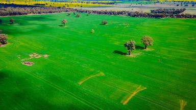 Mixed Farming For Sale - NSW - Bectric - 2665 - RARE OPPORTUNITY CLOSE TO TEMORA  (Image 2)