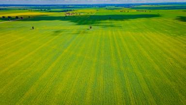 Mixed Farming For Sale - NSW - Coolamon - 2701 - CHEAP AS CHIPS  (Image 2)