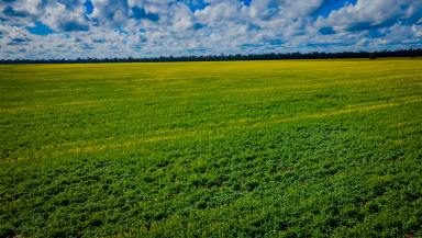 Mixed Farming For Sale - NSW - Coolamon - 2701 - CHEAP AS CHIPS  (Image 2)