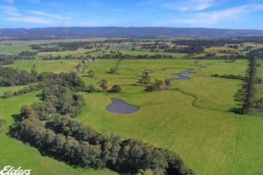 Other (Rural) For Sale - VIC - Yarram - 3971 - HIGHLY PRODUCTIVE ALLUVIAL SOILS  (Image 2)